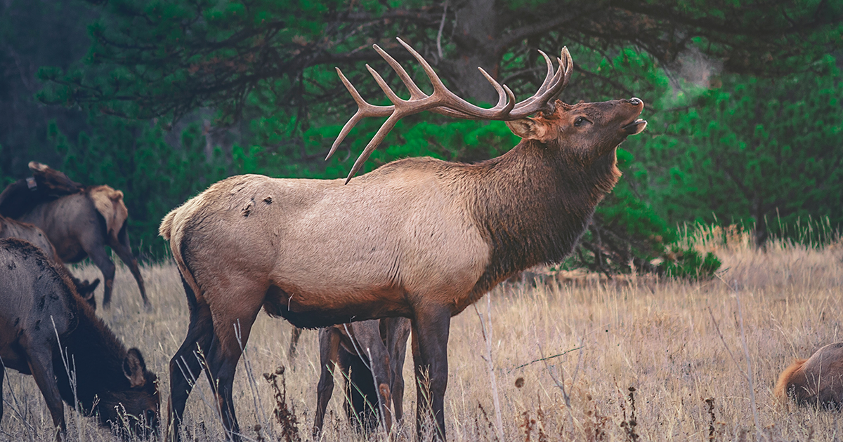 Elk Hunting: A State of Mind (& Body) - Backcountry Hunters and Anglers