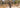 Water Buffalo and Feral Hog archery hunt in Northern Australia 2024 - Pnuma Outdoors