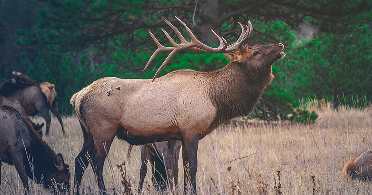 How To Elk Hunt For A Lifetime