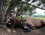 Central Colorado Bull Elk 2024