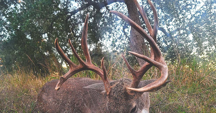 Last Fall: A Longbow Hunt For A Mature Buck
